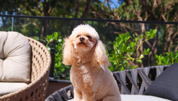 Fim de ano em Foz do Iguaçu: Eco Cataratas Resort se destaca pela estrutura pet friendly